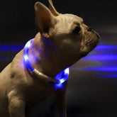 XL81 - 5001 Waterproof Lighting USB Pet Collar from Xiaomi youpin