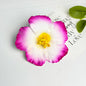 Seaside Holiday Windy Colored Fusang Flower Hairpin Hairpin Hair Accessories